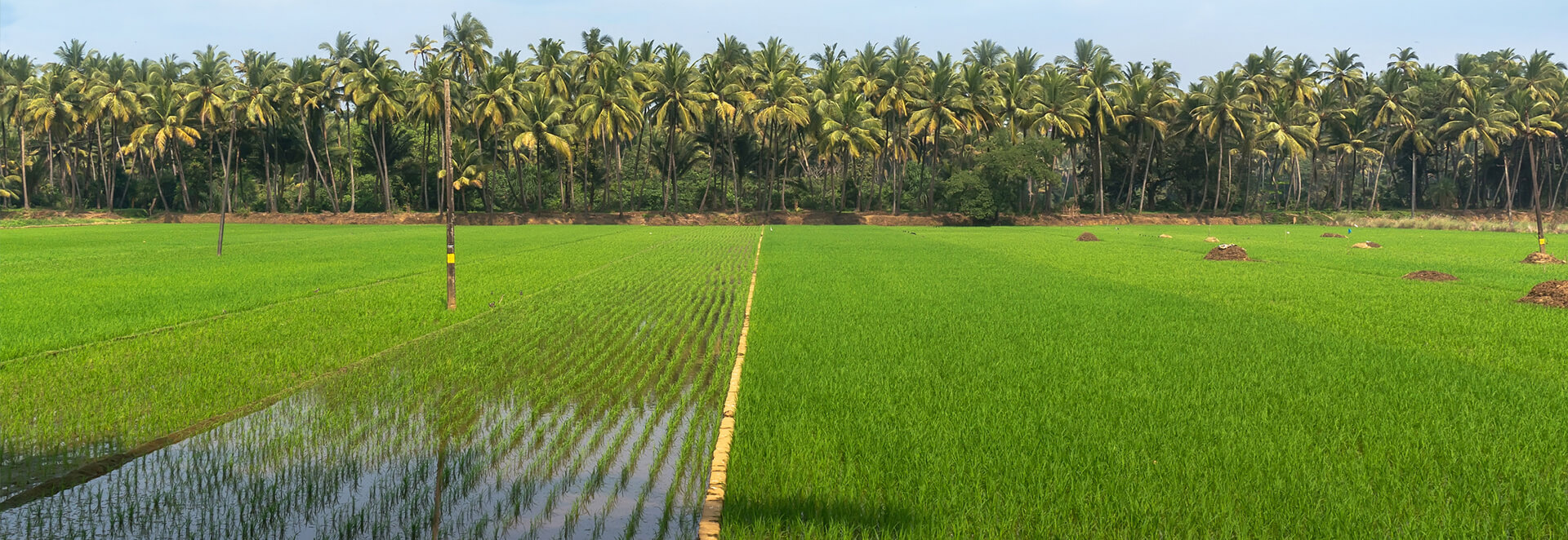 houseboat cruises alappuzha